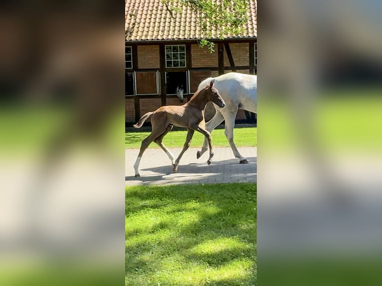 Holstein Stallion 1 year 16,3 hh Gray in Celle