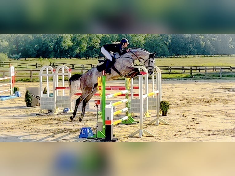 Holstein Stallion 1 year 16,3 hh Gray in Celle