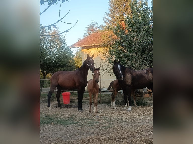 Holstein Stallion 1 year 16 hh Bay in BirminghamRuščica