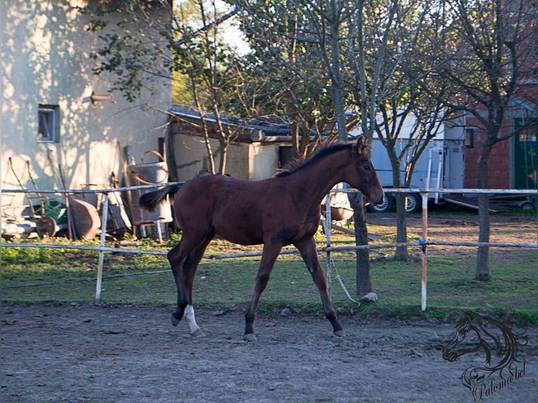 Holstein Stallion 1 year 16 hh Bay in BirminghamRuščica