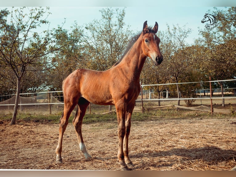 Holstein Stallion 1 year 16 hh Bay in BirminghamRuščica