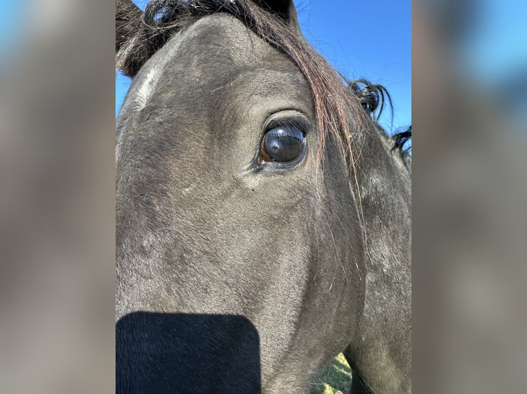 Holstein Stallion 1 year 16 hh Black in Hamburg