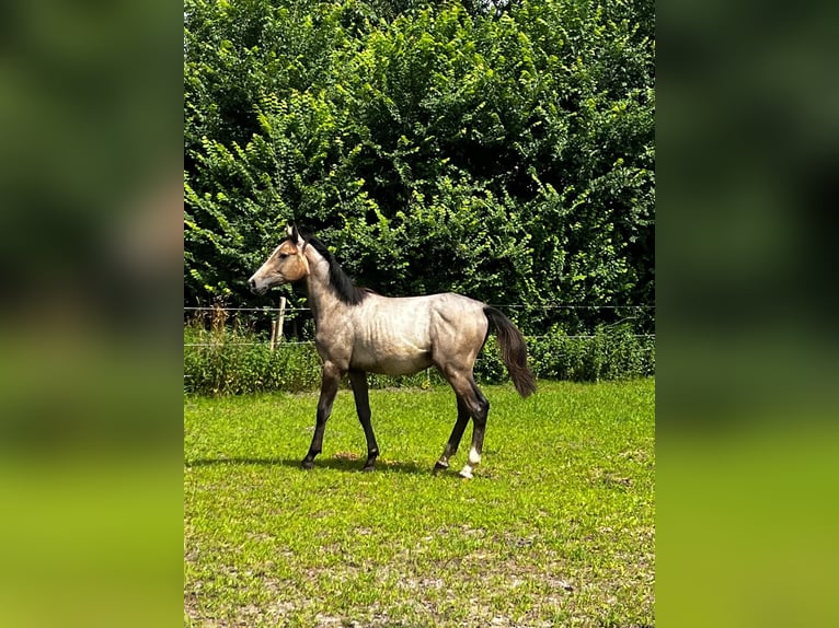 Holstein Stallion 1 year 16 hh Gray-Red-Tan in Gro&#xDF;heide Berumerfehn