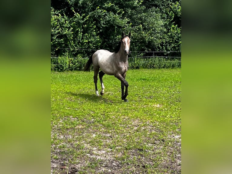Holstein Stallion 1 year 16 hh Gray-Red-Tan in Gro&#xDF;heide Berumerfehn