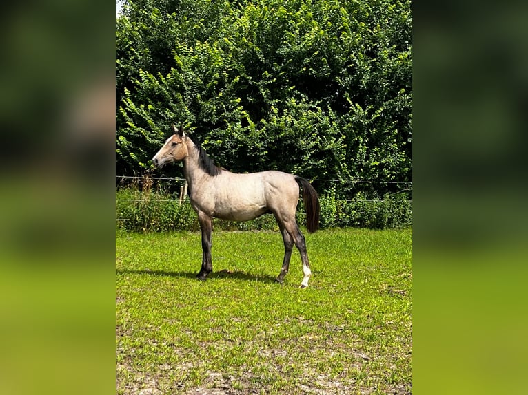 Holstein Stallion 1 year 16 hh Gray-Red-Tan in Gro&#xDF;heide Berumerfehn