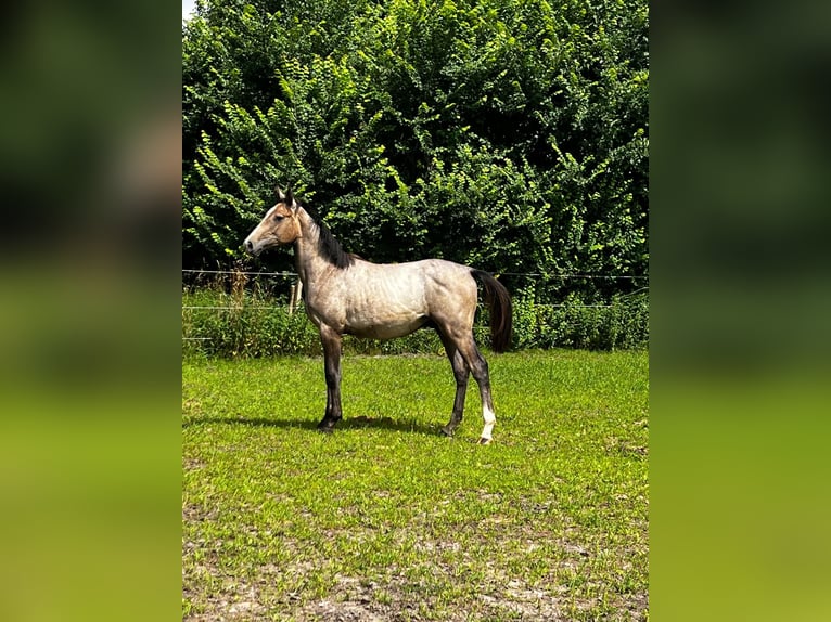 Holstein Stallion 1 year 16 hh Gray-Red-Tan in Gro&#xDF;heide Berumerfehn
