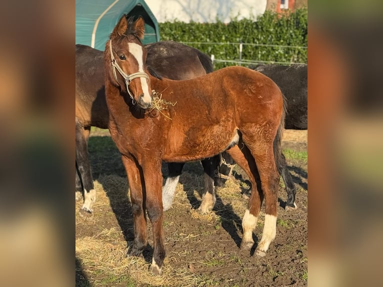 Holstein Stallion 1 year 16,1 hh Brown in Lüdersburg