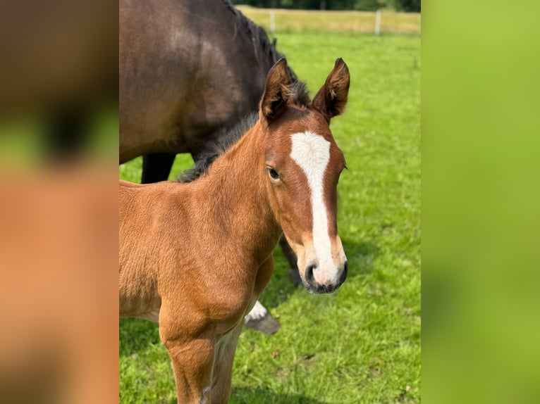Holstein Stallion 1 year 16,1 hh Brown in Lüdersburg