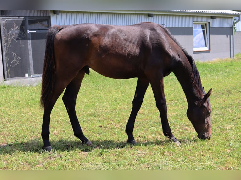 Holstein Stallion 1 year 16,2 hh Bay-Dark in Todendorf