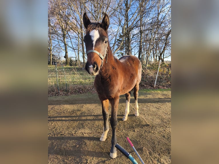 Holstein Stallion 1 year 16,2 hh Brown in Striegistal