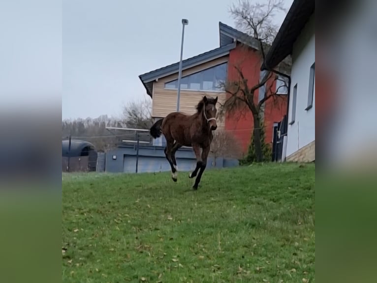 Holstein Stallion 1 year 16,2 hh Brown in Bodenrode
