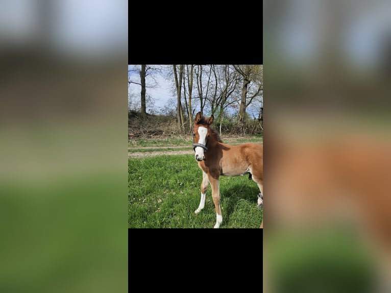 Holstein Stallion 1 year 16,2 hh Brown in Gudensberg