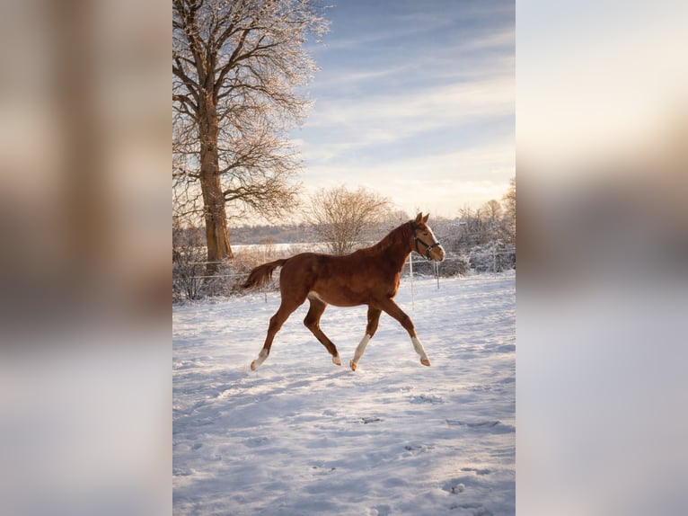 Holstein Stallion 1 year 16,2 hh Chestnut-Red in Kellinghusen
