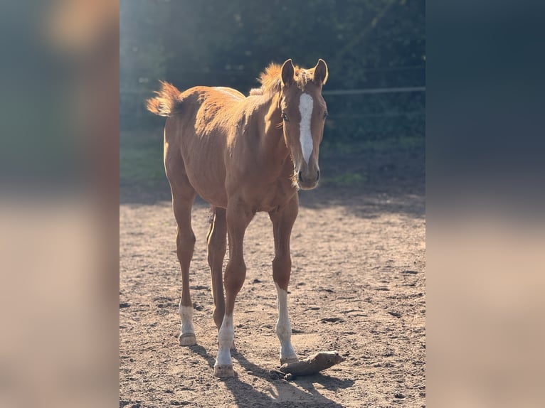 Holstein Stallion 1 year 16,2 hh Chestnut-Red in Kellinghusen