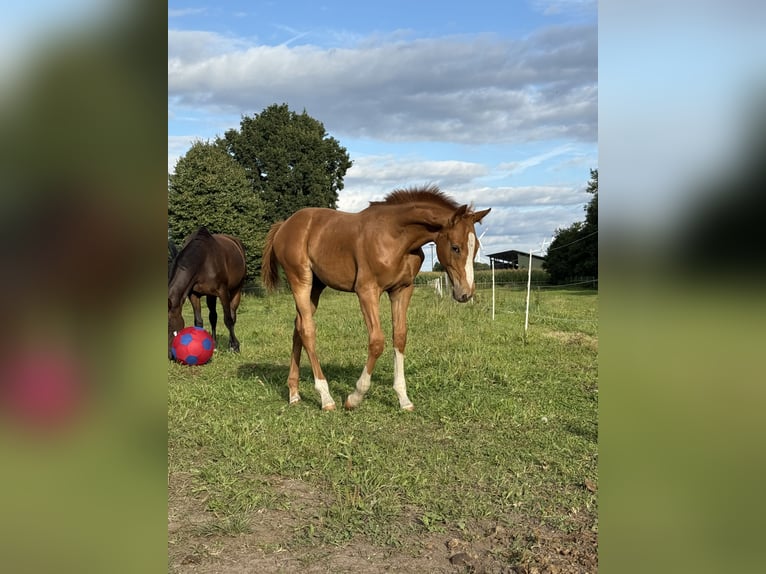 Holstein Stallion 1 year 16,2 hh Chestnut-Red in Kellinghusen