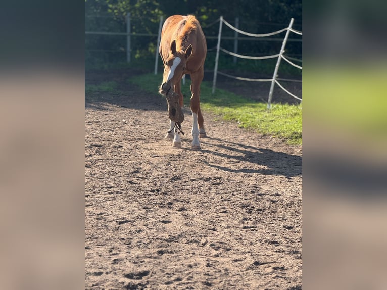 Holstein Stallion 1 year 16,2 hh Chestnut-Red in Kellinghusen