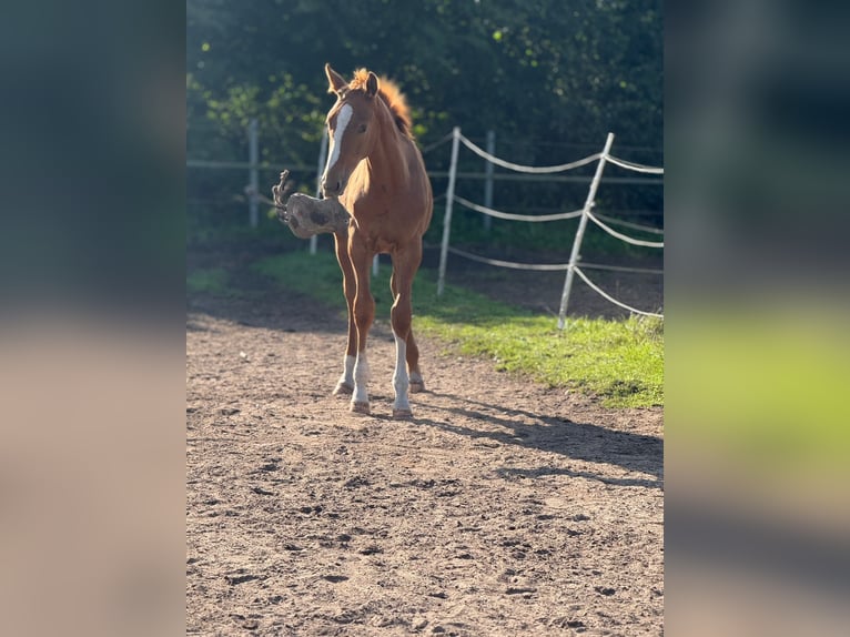 Holstein Stallion 1 year 16,2 hh Chestnut-Red in Kellinghusen