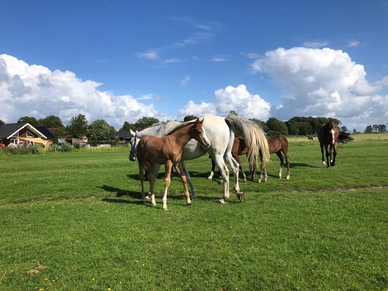 Holstein Stallion 1 year 16,2 hh Grey in Wöhrden