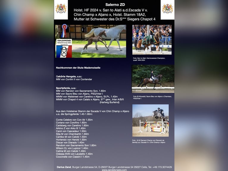 Holstein Stallion 1 year 16,3 hh Grey in Celle