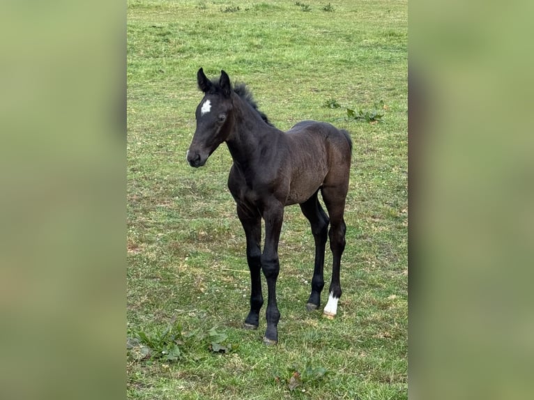 Holstein Stallion 1 year 16,3 hh Grey in Bad Oeynhausen