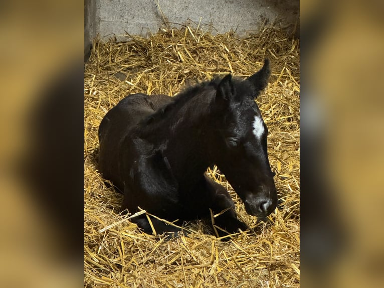 Holstein Stallion 1 year 16,3 hh Grey in Lauenburg