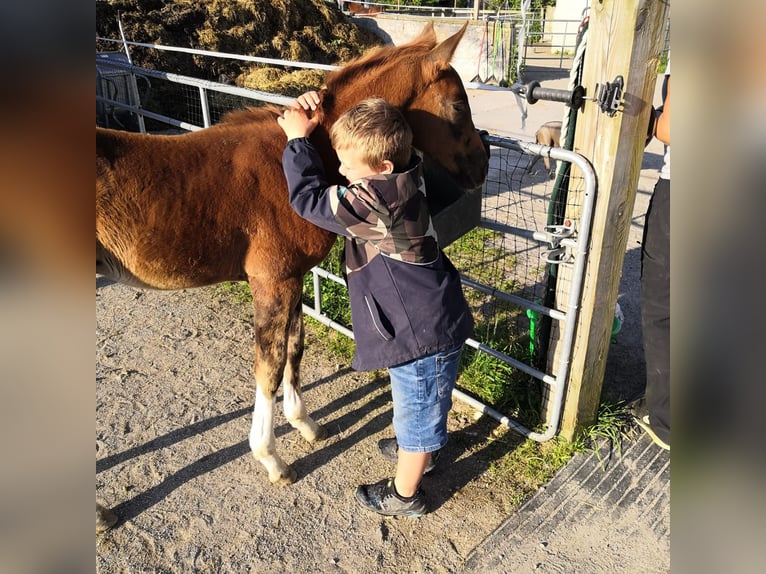 Holstein Mix Stallion 1 year 17,1 hh Chestnut in Langenau