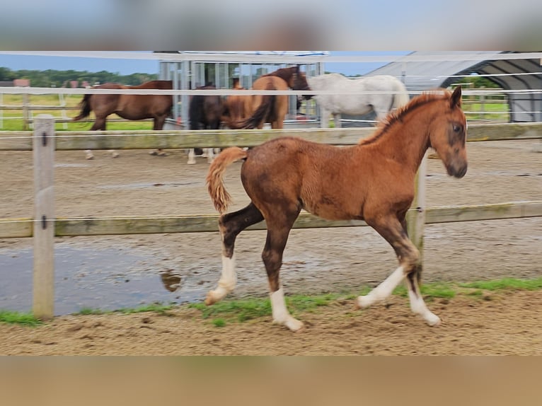 Holstein Mix Stallion 1 year 17,1 hh Chestnut in Langenau