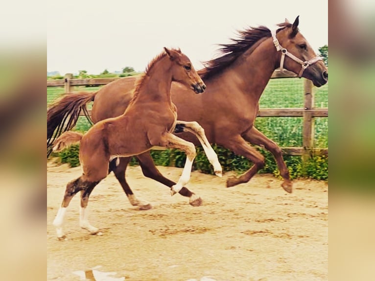 Holstein Mix Stallion 1 year 17,1 hh Chestnut in Langenau