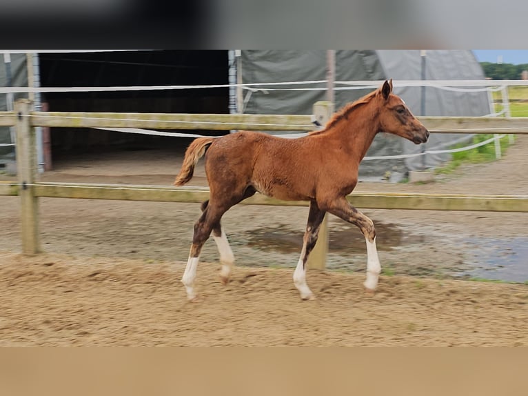 Holstein Mix Stallion 1 year 17,1 hh Chestnut in Langenau