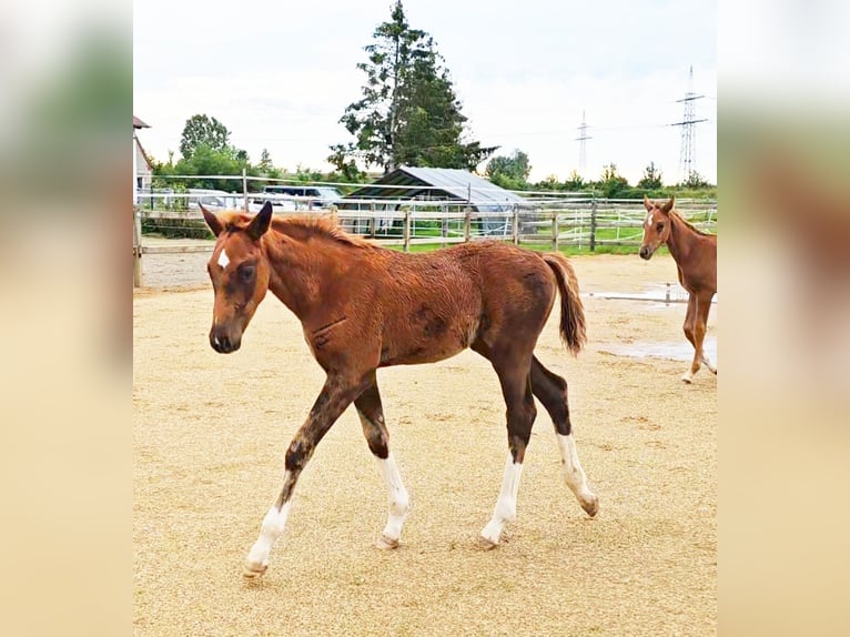 Holstein Mix Stallion 1 year 17,1 hh Chestnut in Langenau