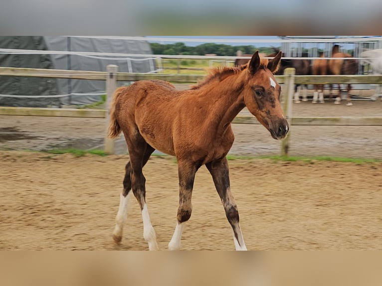 Holstein Mix Stallion 1 year 17,1 hh Chestnut in Langenau