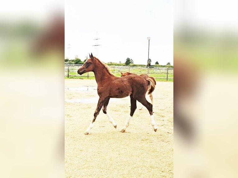 Holstein Mix Stallion 1 year 17,1 hh Chestnut in Langenau