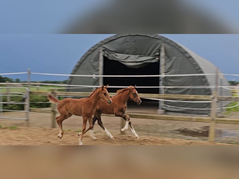 Holstein Mix Stallion 1 year 17,1 hh Chestnut in Langenau