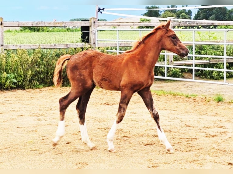 Holstein Mix Stallion 1 year 17,1 hh Chestnut in Langenau