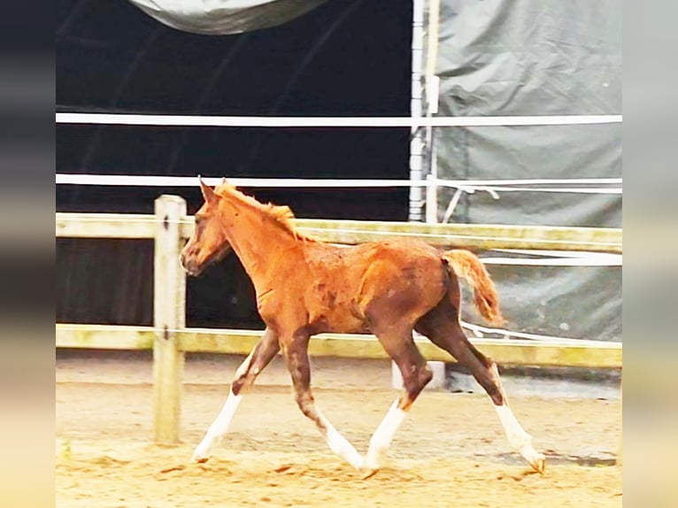 Holstein Mix Stallion 1 year 17,1 hh Chestnut in Langenau