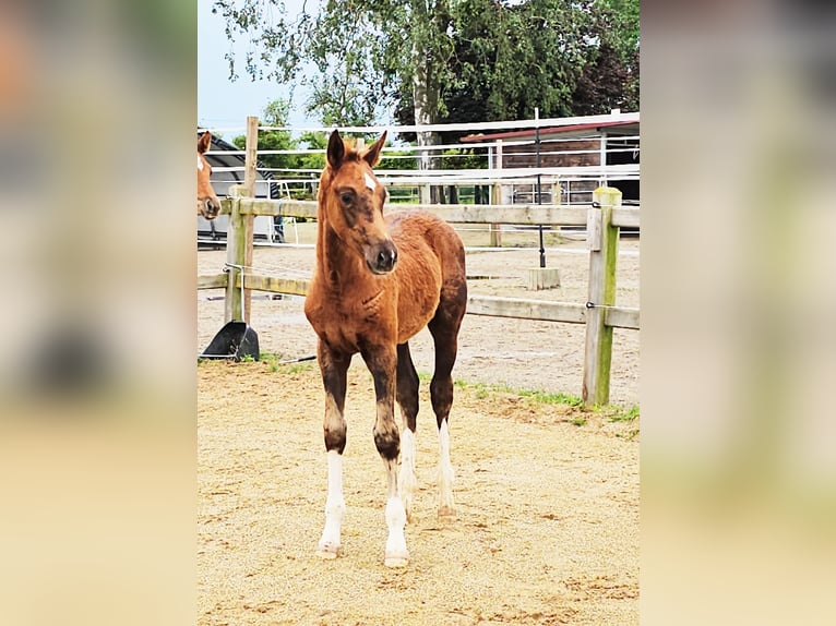 Holstein Mix Stallion 1 year 17,1 hh Chestnut in Langenau