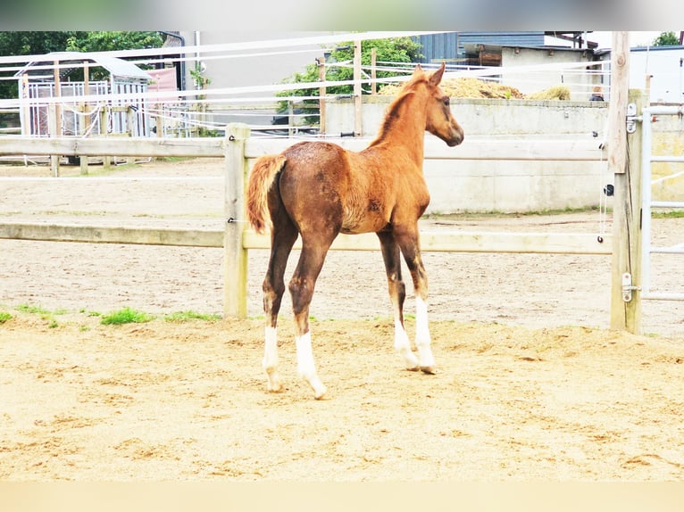 Holstein Mix Stallion 1 year 17,1 hh Chestnut in Langenau