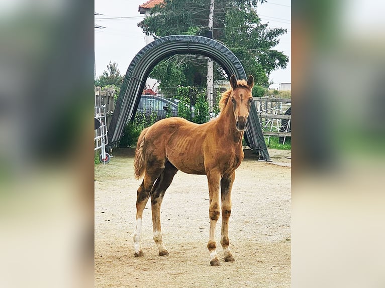 Holstein Mix Stallion 1 year 17.1 hh  in Langenau