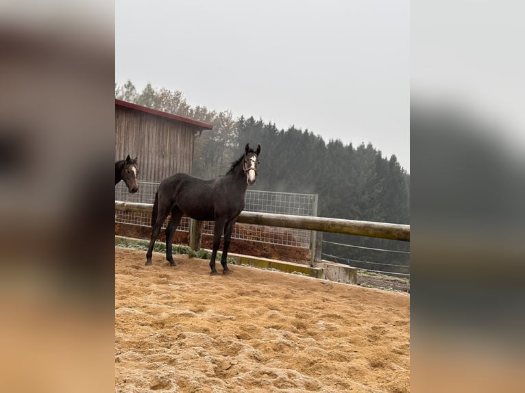 Holstein Stallion 1 year 17 hh Brown in Waldhausen im Strudengau