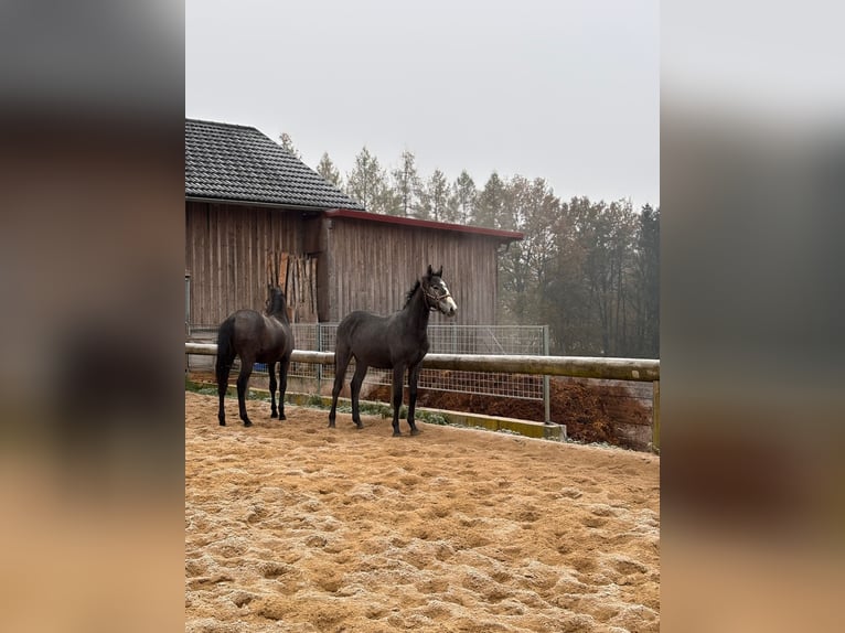 Holstein Stallion 1 year 17 hh Brown in Waldhausen im Strudengau