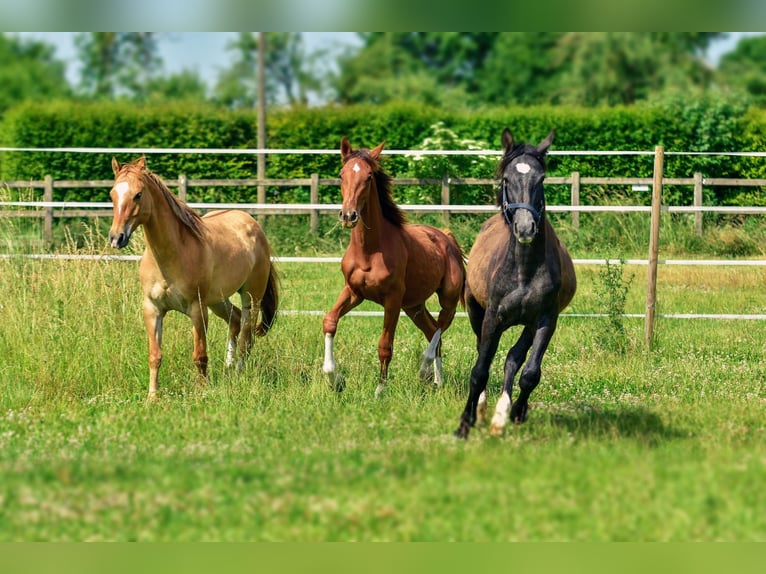 Holstein Stallion 1 year 17 hh Chestnut in LANGENAU
