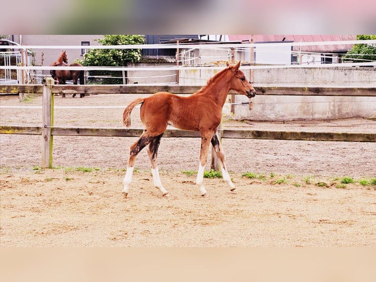 Holstein Stallion 1 year 17 hh Chestnut in LANGENAU