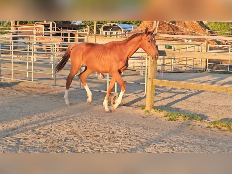 Holstein Stallion 1 year 17 hh Chestnut in LANGENAU