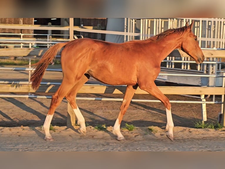 Holstein Stallion 1 year 17 hh Chestnut in LANGENAU