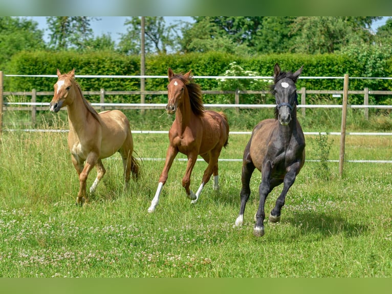 Holstein Stallion 1 year 17 hh Chestnut in LANGENAU
