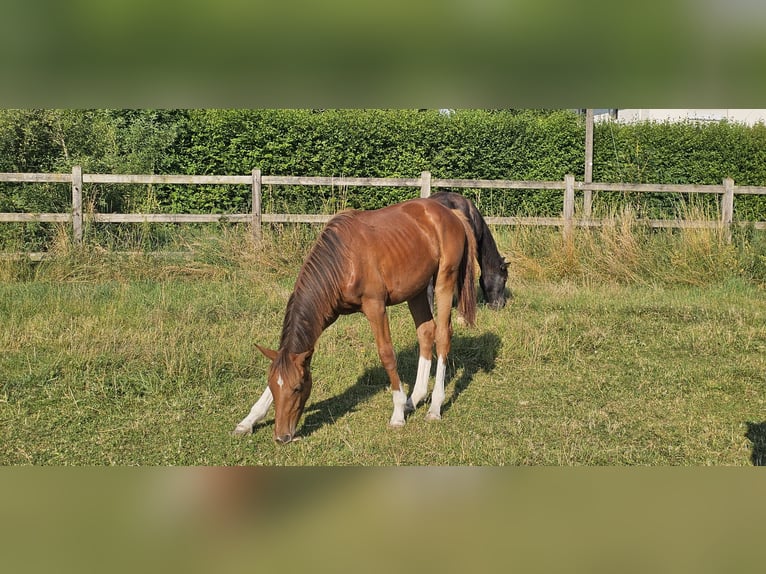 Holstein Stallion 1 year 17 hh Chestnut in LANGENAU