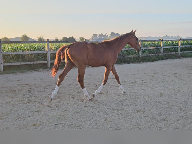 Holstein Stallion 1 year 17 hh Chestnut in LANGENAU
