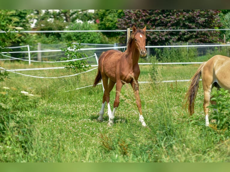 Holstein Stallion 1 year 17 hh Chestnut in LANGENAU