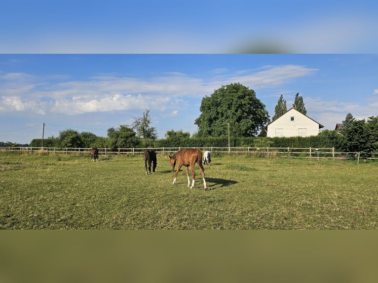 Holstein Stallion 1 year 17 hh Chestnut in LANGENAU