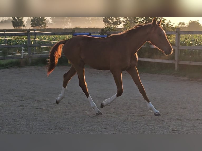 Holstein Stallion 1 year 17 hh Chestnut in LANGENAU